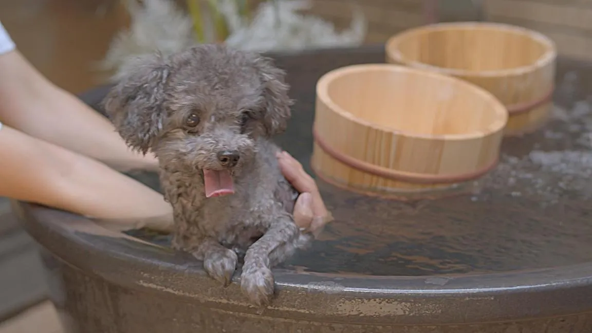 Aoi Sauna Spa & Dog Villa האקודאטה בית נופש